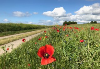 Das Seedorfer Hügelland summt und blüht und eröffnet herrliche Ausblicke., © Kurverwaltung Sellin Das Seedorfer Hügelland summt und blüht und eröffnet herrliche Ausblicke., © Kurverwaltung Sellin
