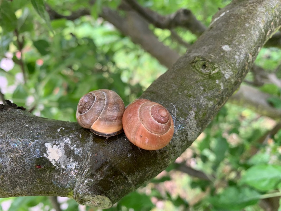 baenderschnecken-auf-dem-baum-atantje-joost-hirsekorn, &copy; Antje Joost-Hirsekorn