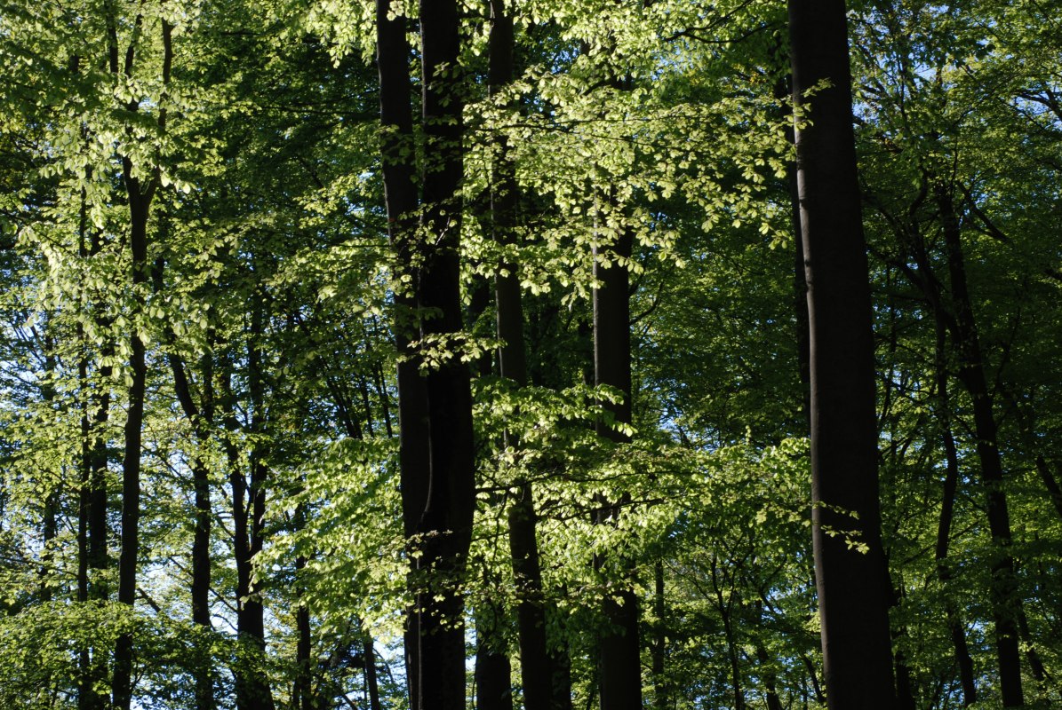 Beukenbos // &copy; U. Me&szlig;ner