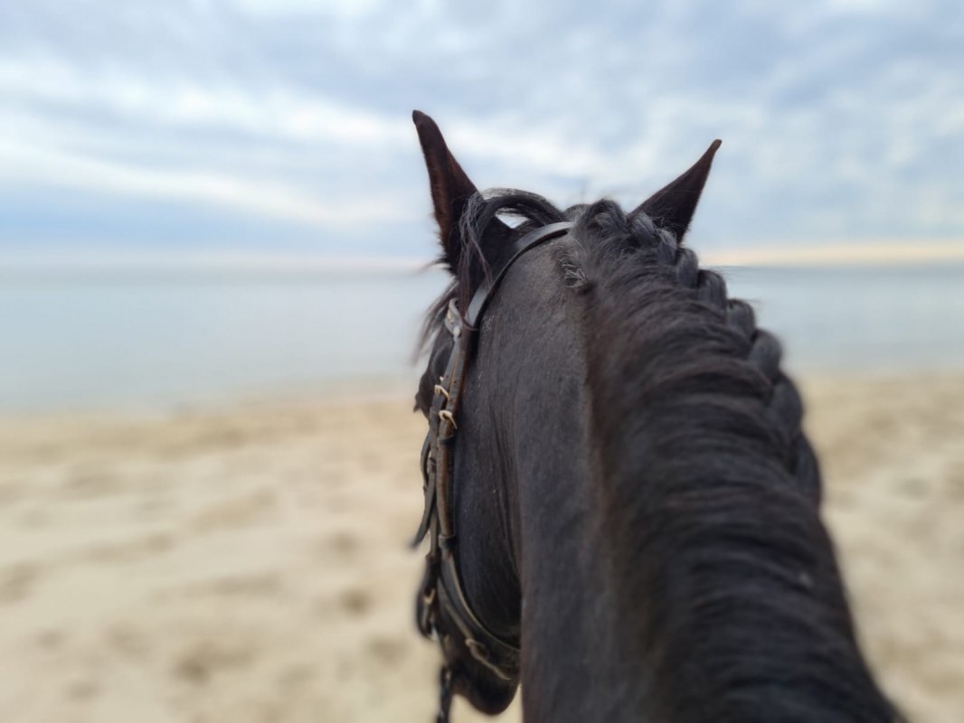 Auf einem Friesen am Meer // © Hotel Friesenhof Auf einem Friesen am Meer // © Hotel Friesenhof
