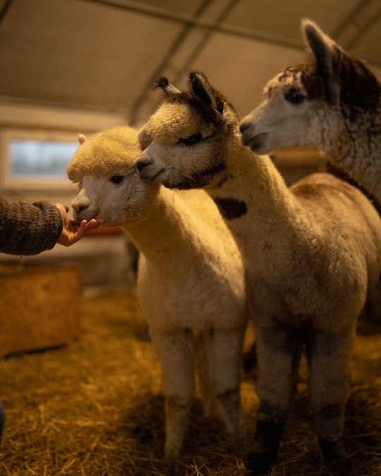 TMV/Sei-Gast-2026_Alpaka-Stallabend_Rubkow_C_Sven-Hasener_Gutes-aus-Vorpommern (1), © Sven Hasener / Gutes aus Vorpommern TMV/Sei-Gast-2026_Alpaka-Stallabend_Rubkow_C_Sven-Hasener_Gutes-aus-Vorpommern (1), © Sven Hasener / Gutes aus Vorpommern