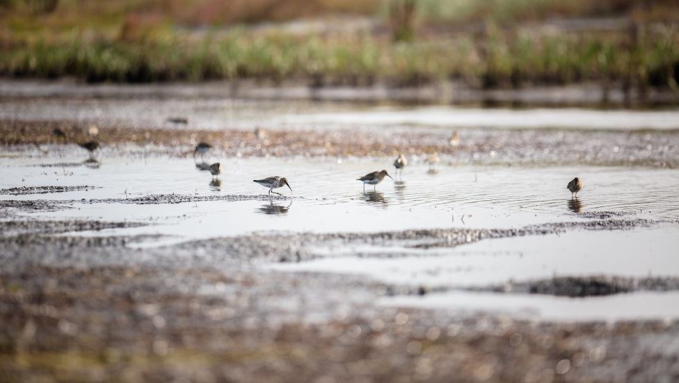 Ongerepte natuur op het vogeleiland Langenwerder, © Liene Photografie Nadine Sorgenfried Ongerepte natuur op het vogeleiland Langenwerder, © Liene Photografie Nadine Sorgenfried