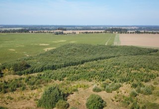 Klimawald Haren Steinfeld // &copy; Landesforst MV