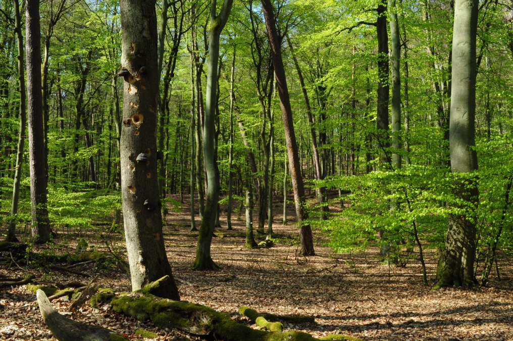 Im Reich der Buchen_L&uuml;H, &copy; B. L&uuml;thi Herrmann