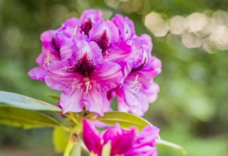 Rhododendron Park Festival | Een feest voor de zintuigen: betoverende bloesems, culturele lekkernijen en marktdrukte. // © André Pristaff / Tourismus- und Kur GmbH Graal-Müritz Rhododendron Park Festival | Een feest voor de zintuigen: betoverende bloesems, culturele lekkernijen en marktdrukte. // © André Pristaff / Tourismus- und Kur GmbH Graal-Müritz