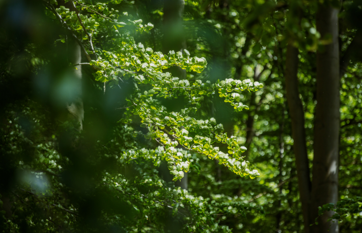 &copy; Binzer Bucht Tourismus