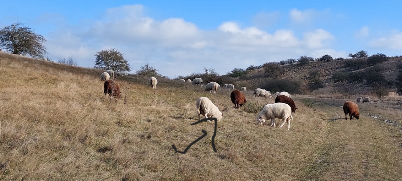 Schafe Weiden am Hang // &copy; joedied
