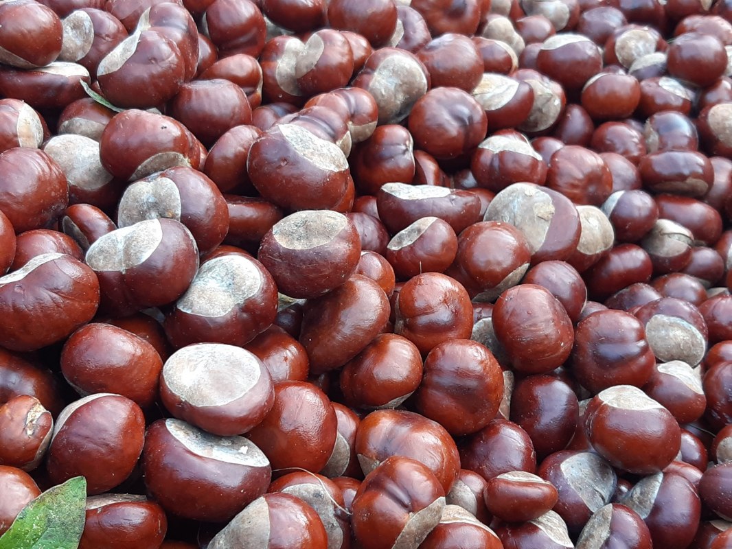 Kastanjes // &copy; Helen Andrews