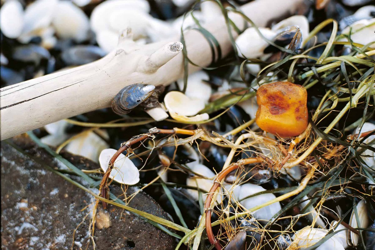 Close-up van barnsteen tussen schelpen, stenen en zeewier op het strand van Ahrenshoop. De foto hoort bij het kinderprogramma rond het zoeken naar barnsteen in het kader van de Kinderherfst. // &copy; voigt&ktanz UG