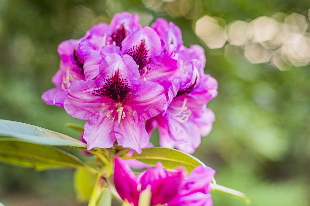 Rhododendronparkfest | Ein Fest für die Sinne: Blütenzauber, Kulturgenuss & Markttreiben. // © André Pristaff / Tourismus- und Kur GmbH Graal-Müritz Rhododendronparkfest | Ein Fest für die Sinne: Blütenzauber, Kulturgenuss & Markttreiben. // © André Pristaff / Tourismus- und Kur GmbH Graal-Müritz