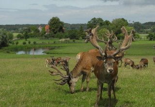 Rotwild und Gotlandschafe im Gro&szlig;gehege // &copy; Zacharias