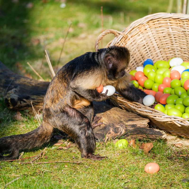 Bild Kapuziner Ostern, © Zoo Schwerin Bild Kapuziner Ostern, © Zoo Schwerin