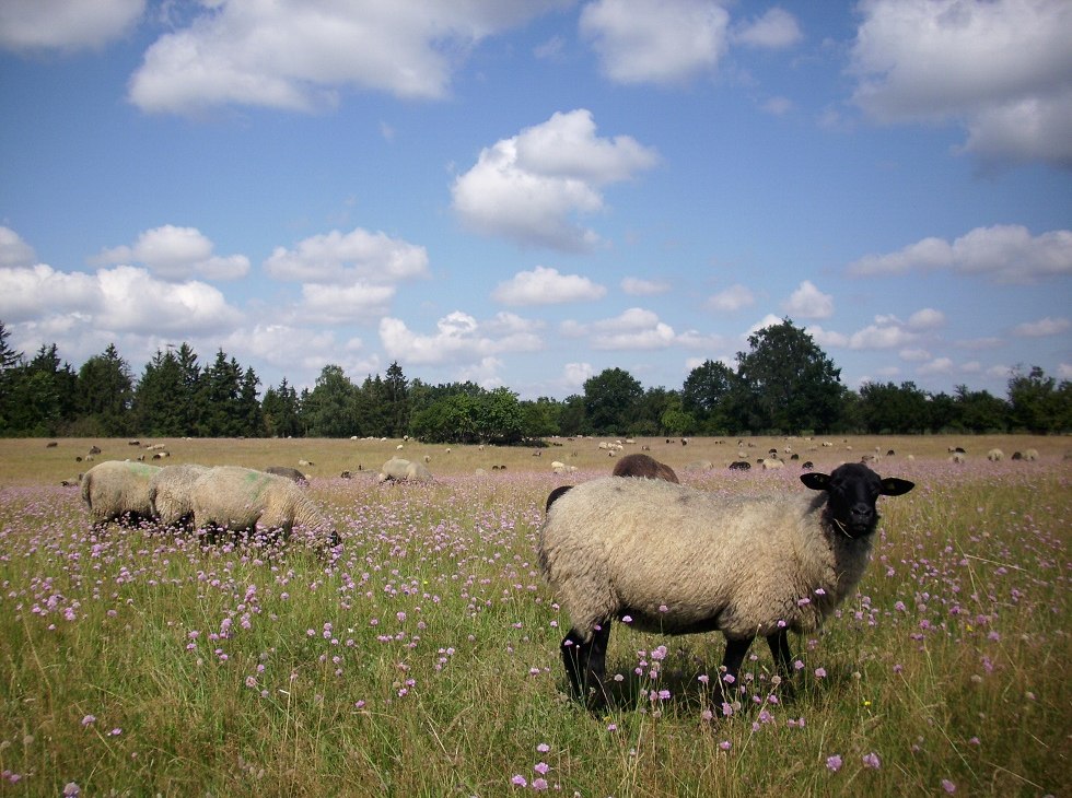 Onze schapen in Hullerbusch, © Schäferei Hullerbusch Onze schapen in Hullerbusch, © Schäferei Hullerbusch