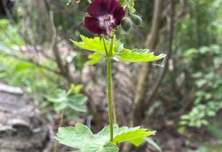 © Wildpflanzengarten Waren © Wildpflanzengarten Waren