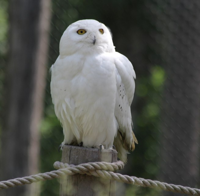 Schnee-Eule auf dem Eulenberg im Wildpark-MV, © Wildpark-MV