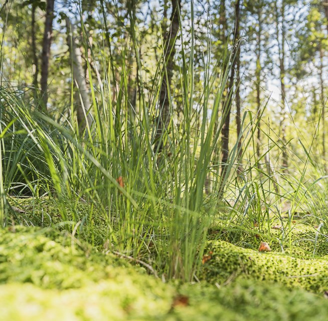 Moorwanderung // &copy; Andr&eacute; Pristaff / Tourismus- und Kur GmbH Graal-M&uuml;ritz