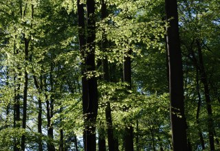 Buchenwald // © U. Meßner Buchenwald // © U. Meßner