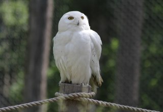 Schnee-Eule auf dem Eulenberg im Wildpark-MV, © Wildpark-MV Schnee-Eule auf dem Eulenberg im Wildpark-MV, © Wildpark-MV