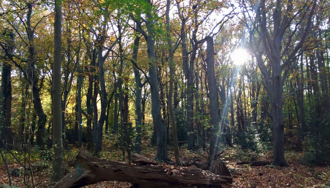 Ahrenshooper Holz, © Kurverwaltung Ahrenshoop Ahrenshooper Holz, © Kurverwaltung Ahrenshoop