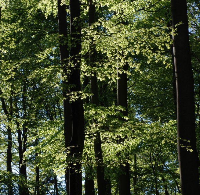 Buchenwald // &copy; U. Me&szlig;ner