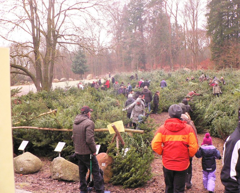Weihnachtsbaummarkt Forstamt Neu Pudagla, © (c) Kurverwaltung Ückeritz