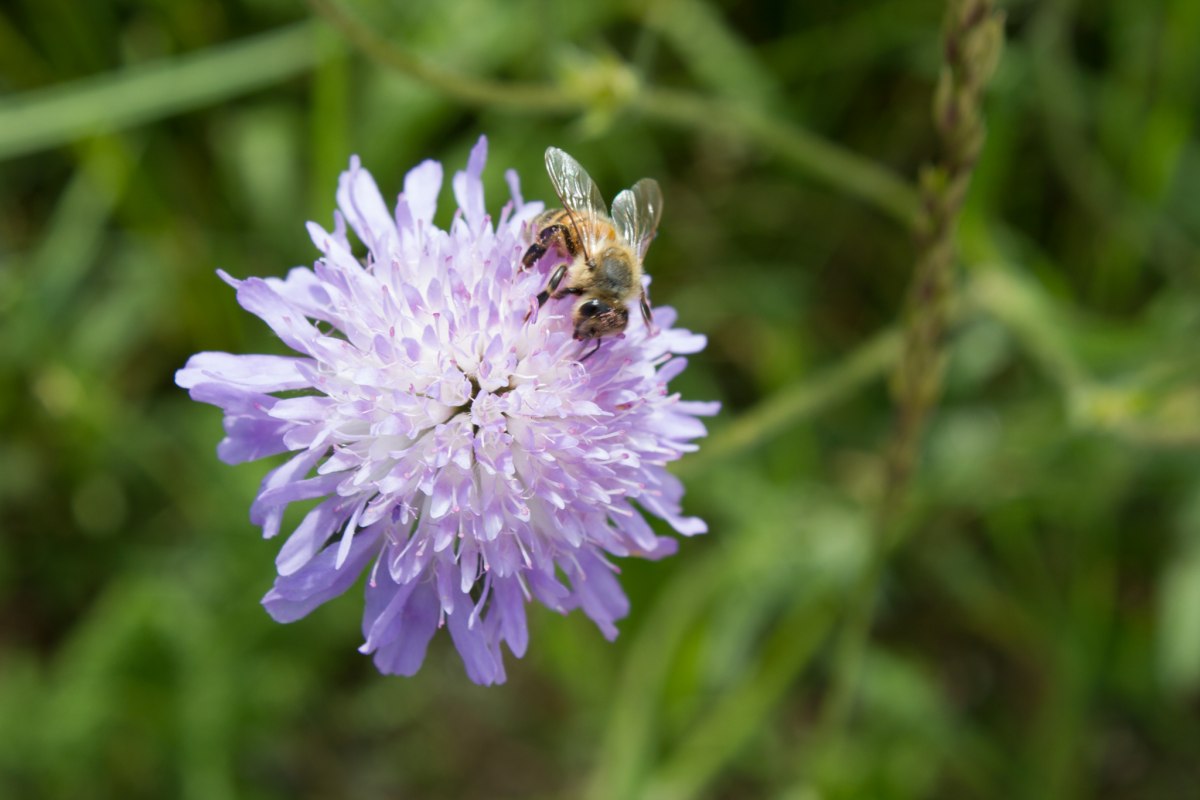 Overal zoemen en zoemen in de tuin van Wildkr&auml;uterhof Winkelkraut // &copy; Wildkr&auml;uterhof Winkelkraut / Antje Conrad