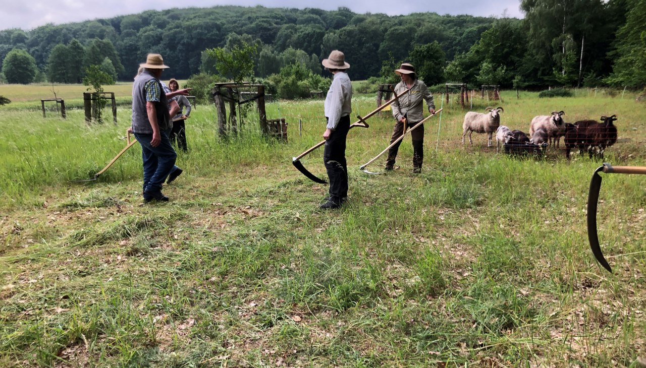 Mäh- und Dengelkurs 2024, © Heike Brechler Mäh- und Dengelkurs 2024, © Heike Brechler