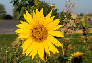 Sonnenblume // &copy; Nora Zender