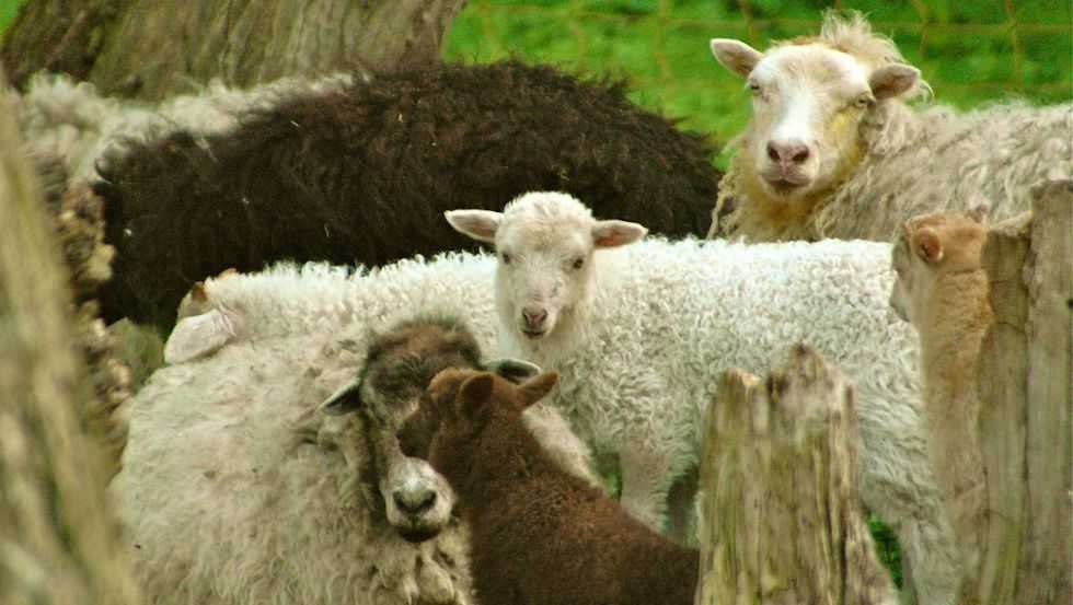 © Maibritt Olsen © Maibritt Olsen