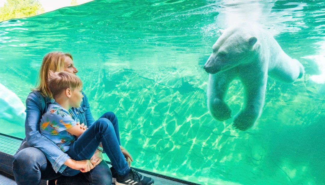 Mutter und Kind sitzen vor einer gro&szlig;en Glasscheibe und beobachten einen schwimmenden Eisb&auml;ren in einem Zoo oder Aquarium.