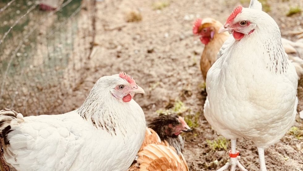 Eier von eigenen H&uuml;hnern, &copy; EiEiOstsee Dr. Thomas Graupner