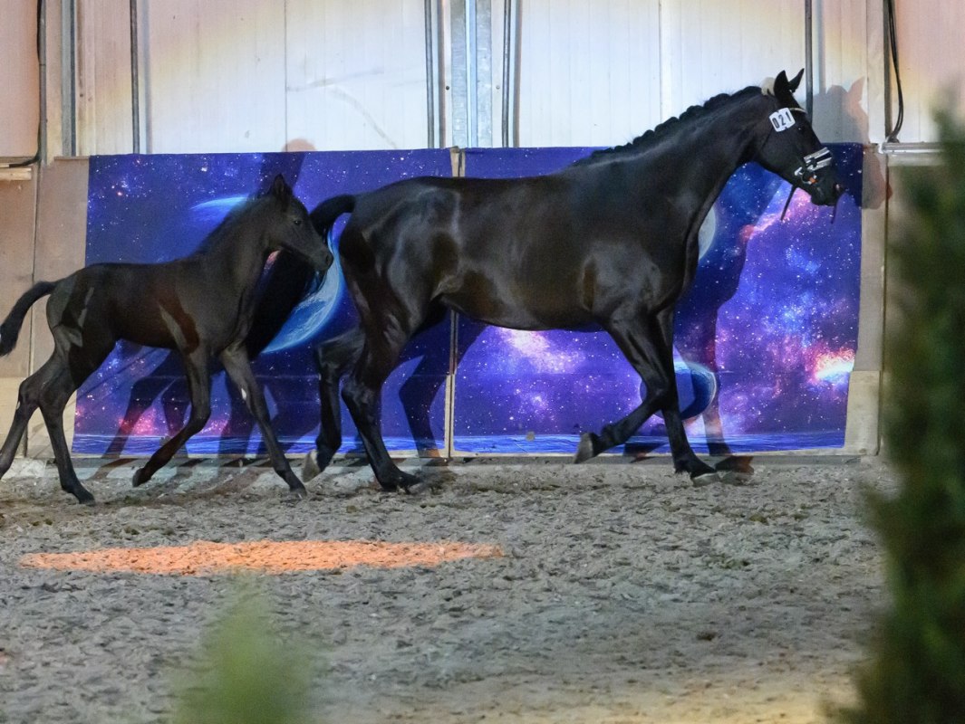 Stutenleistungspr&uuml;fung Bernsteinreiter // &copy; de