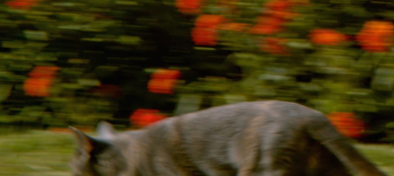 &copy; Courtesy: Adriana Ramić.