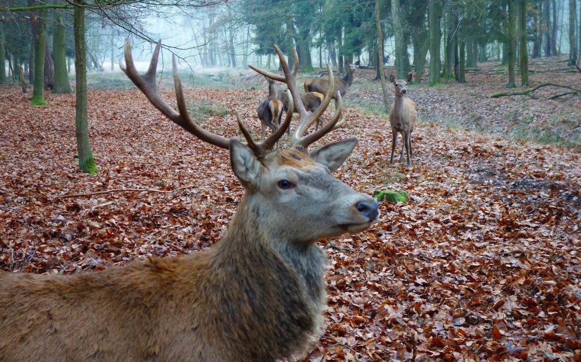 Wildpark Boek, © TDG Rechlin Wildpark Boek, © TDG Rechlin