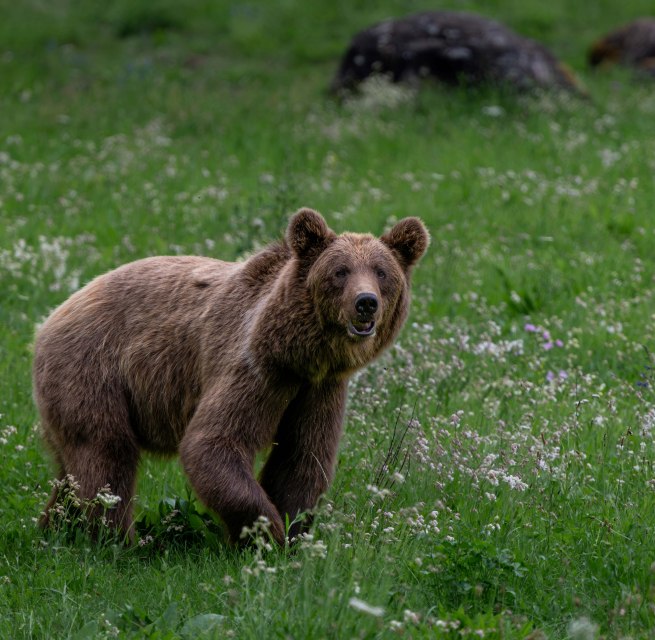 Braunb&auml;r Dasha im B&Auml;RENWALD M&uuml;ritz // &copy; B&Auml;RENWALD M&uuml;ritz | Riccardo und Marie Maywald