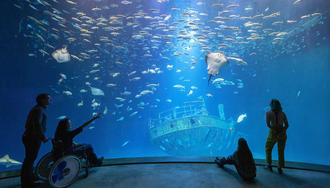 In het grootste aquarium "Open Atlantic" zwemmen scholen makreel, verpleegster- en hondshaai en verschillende soorten roggen boven de replica van een elf meter lang scheepswrak (Foto: Anke Neumeister/Deutsches Meeresmuseum), © Deutsches Meeresmuseum In het grootste aquarium "Open Atlantic" zwemmen scholen makreel, verpleegster- en hondshaai en verschillende soorten roggen boven de replica van een elf meter lang scheepswrak (Foto: Anke Neumeister/Deutsches Meeresmuseum), © Deutsches Meeresmuseum
