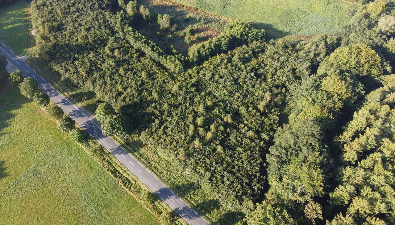 Klimawald Bützow, © Landesforst MV Klimawald Bützow, © Landesforst MV