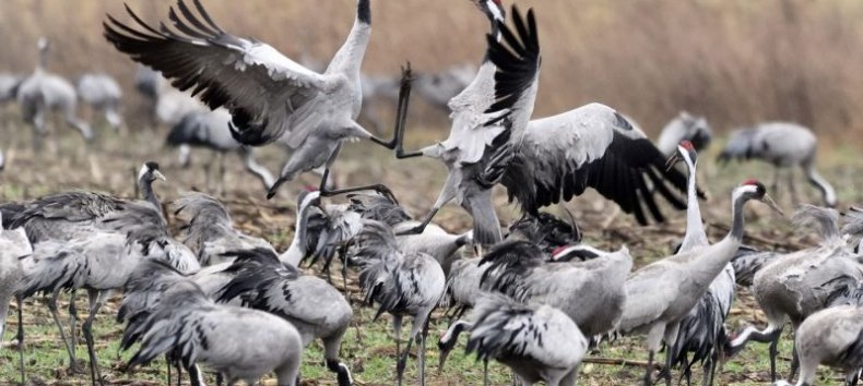 De dans van de kraanvogels // © Carsten Peter De dans van de kraanvogels // © Carsten Peter