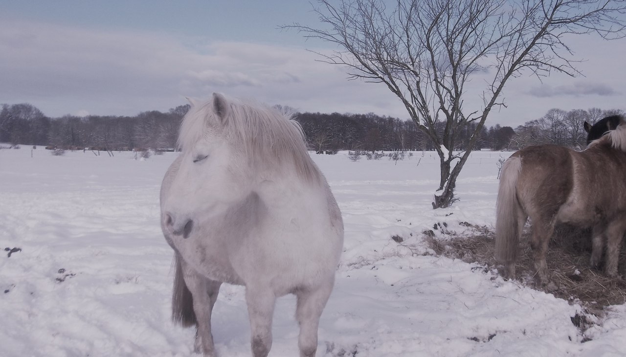 P&uuml;ppi im Schnee auf Usedom, &copy; Anja Debniak