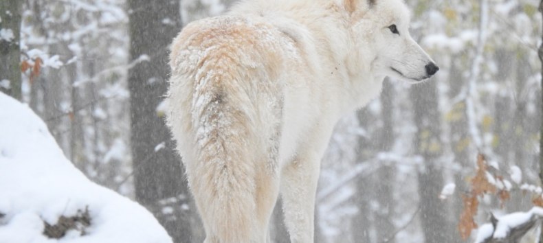 © Hansestadt Stralsund © Hansestadt Stralsund