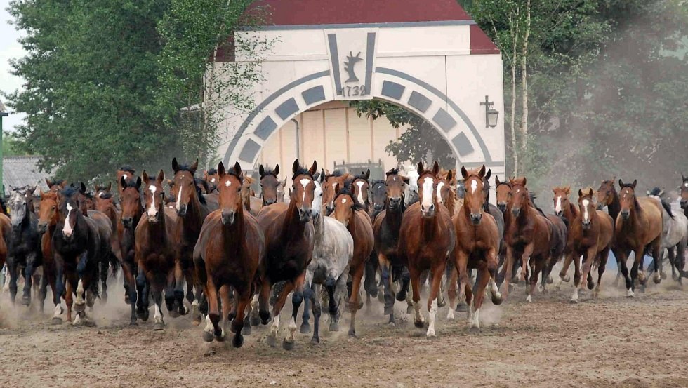Ganschower Stutenparade, © Gestüt Ganschow Ganschower Stutenparade, © Gestüt Ganschow
