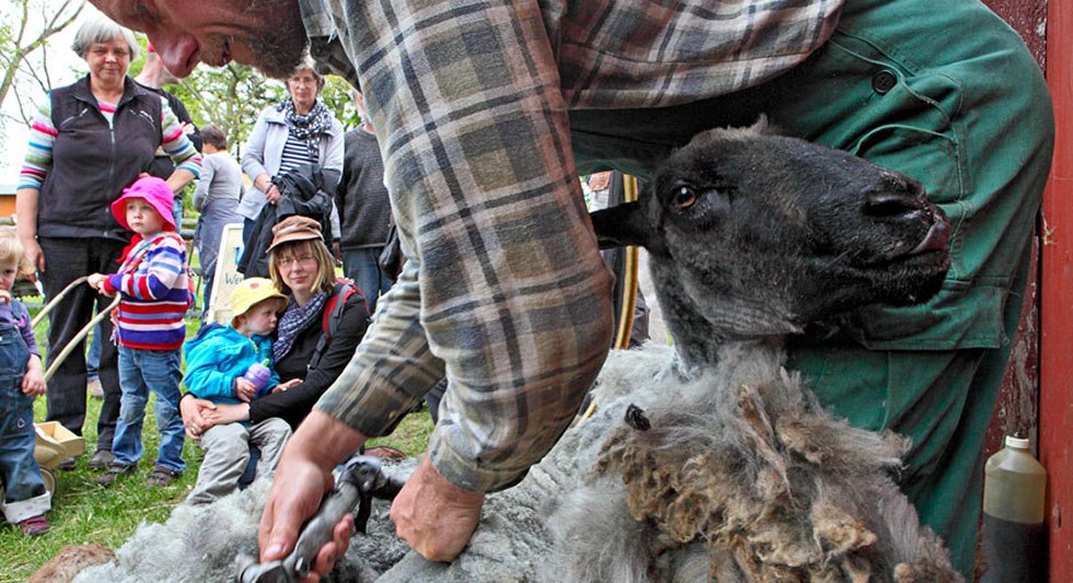 Schafschur im Freilichtmuseum Klockenhagen // &copy; Freilichtmuseum Klockenhagen