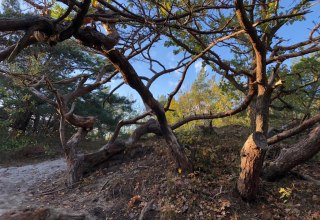 © Kurverwaltung Dierhagen © Kurverwaltung Dierhagen