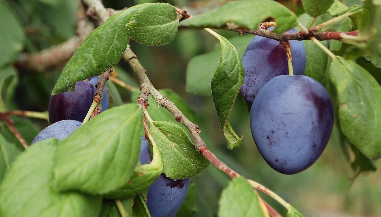 Pflaumenbaum, &copy; brumarotta