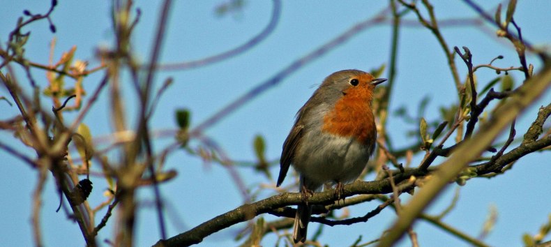 Rotkehlchen, &copy; F. Schmidt