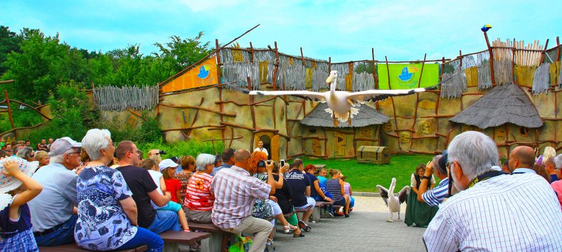 Pelikane in der Tiershow // &copy; Vogelpark