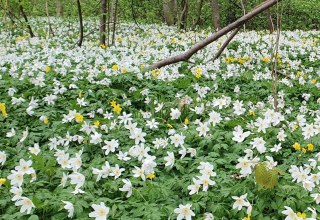 © Kurverwaltung Goehren © Kurverwaltung Goehren