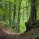 Wildnisclub im Tiergarten