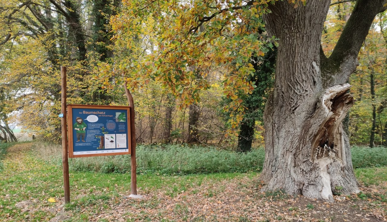 Beginn des Lehrpfads an alter Eiche hinter dem Forstamt Schuenhagen // © Liv E. Ipsen Beginn des Lehrpfads an alter Eiche hinter dem Forstamt Schuenhagen // © Liv E. Ipsen