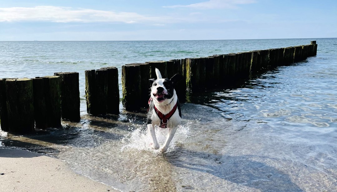 Gl&uuml;cklicher Hund rennt durch das flache Wasser am Ostseestrand vor h&ouml;lzernen Buhnen in der Sonne.        ChatGPT fragen